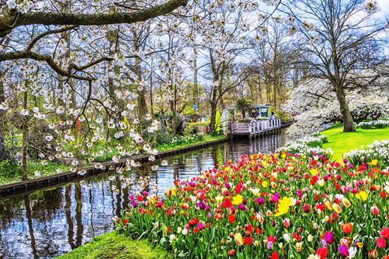 Keukenhof_546097633 Keukenhof_546097633  