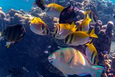 koh tao_711773968