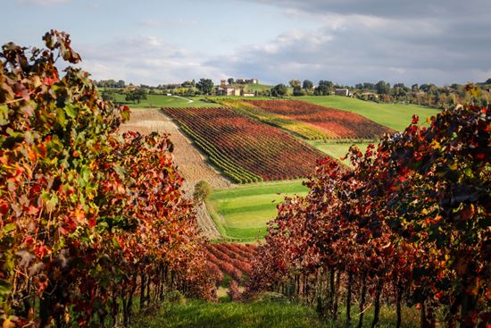 Levizzano_Rangone_1546234346 Levizzano_Rangone_1546234346  