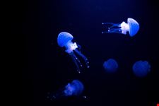 Lisbona_Oceanario