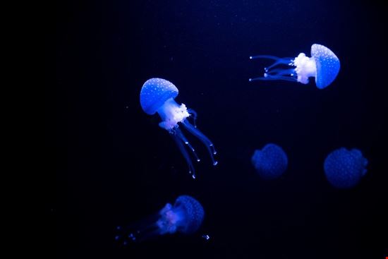 Oceanario Lisbon  