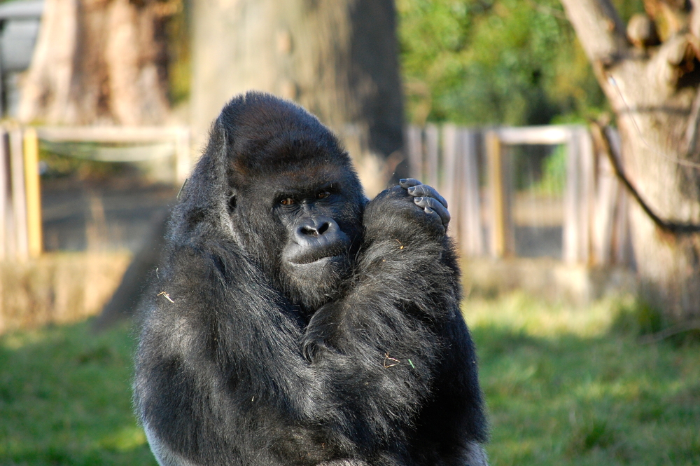 London Zoo Londra_133684097