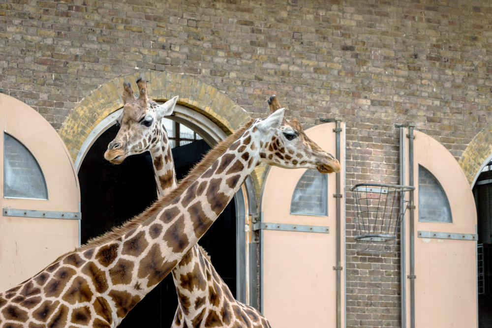London Zoo Londra_1527460607
