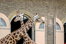 London Zoo Londra_1527460607