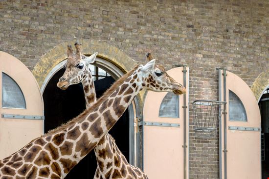 London Zoo Londra_1527460607 London Zoo Londra_1527460607  