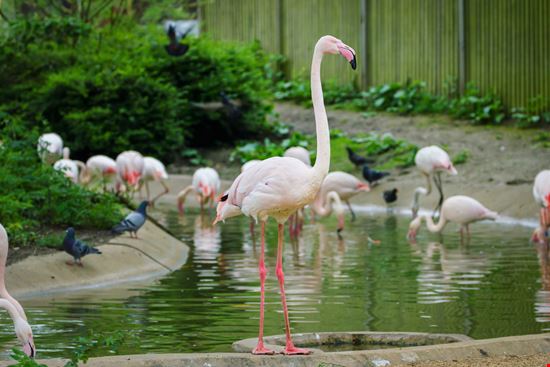 London Zoo Londra_245338123 London Zoo Londra_245338123  