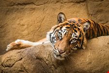 London Zoo Londra_521445901