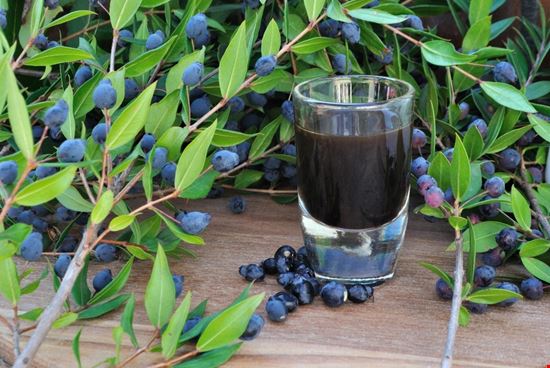 mirto mirto  