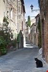 Montefollonico_101350201