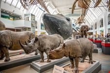 Museo di Storia Naturale Londra_2195163121