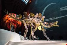 Museo Storia Naturale Londra_678240733