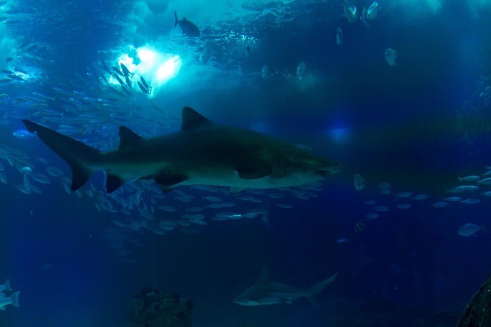 oceanario_a_Lisbona