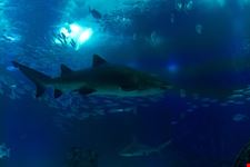 oceanario_a_Lisbona