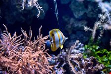 oceanario_lisbona