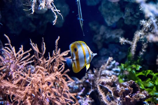 Oceanario Lisbon  