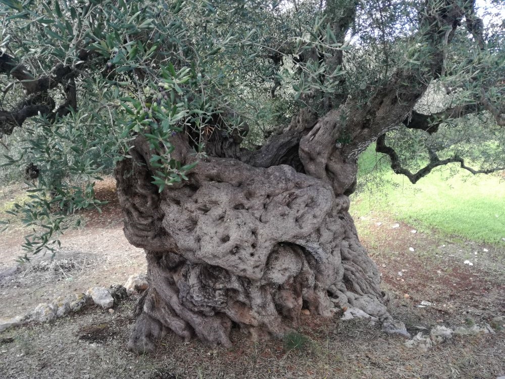 Carovigno, tutto il Mediterraneo in un weekend d'autunno