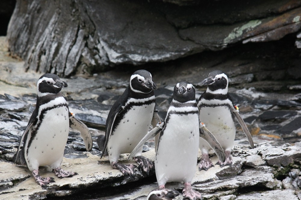 pinguini_oceanario_lisbona