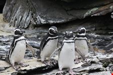 pinguini_oceanario_lisbona