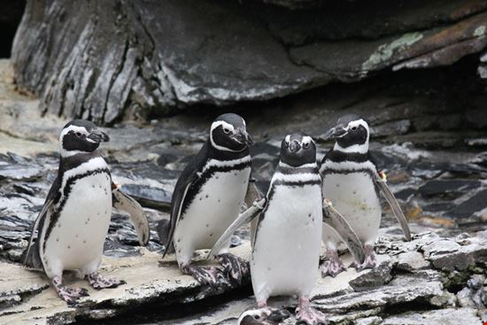 Oceanario Lisbon  