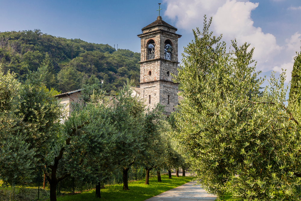 Piona_1667790979