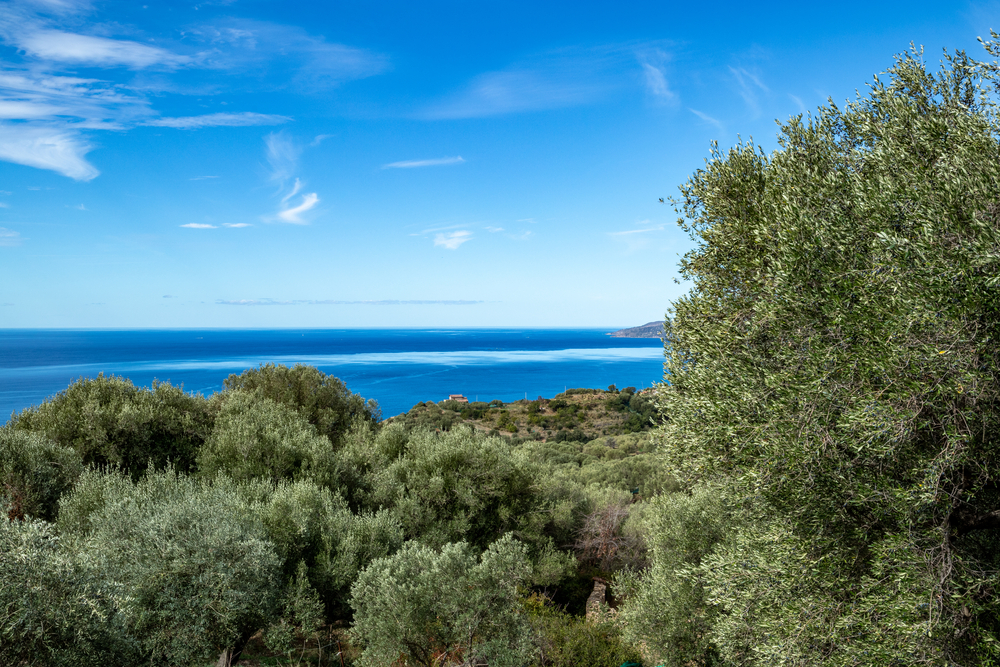 Pisciotta_1706191867