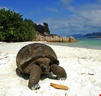 praslin_curieuse_island praslin_curieuse_island