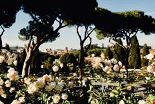 roseto di roma_1278269524