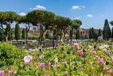roseto di roma_1456864670