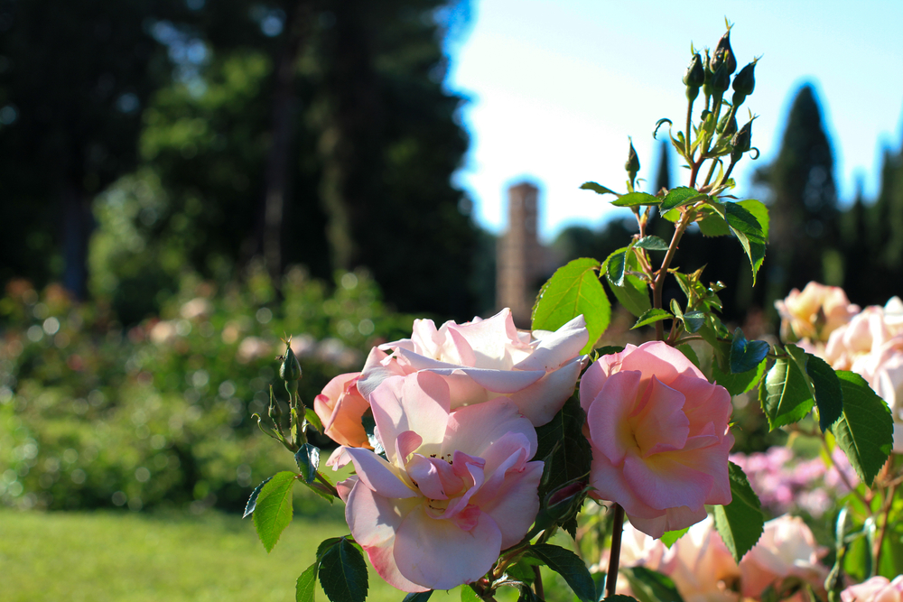 roseto di roma_1981631798