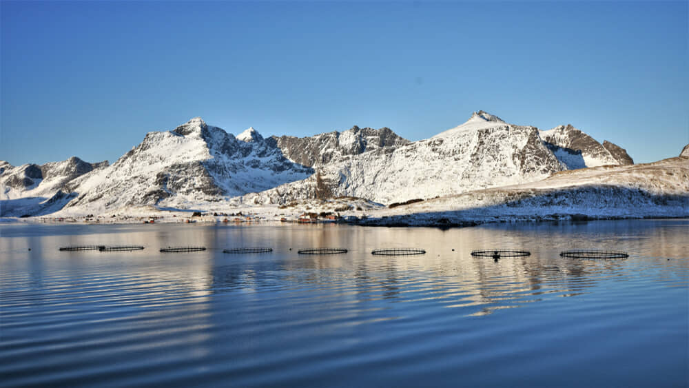 salmone norvegia_1230079021