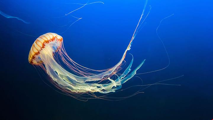 shutterstock_1510632935