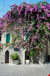shutterstock_1595118733