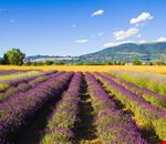 shutterstock_289825568 shutterstock_289825568