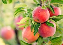 shutterstock_493429285