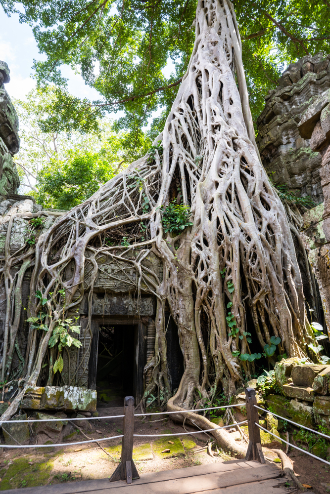 Ta_Prohm_1274731276
