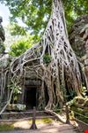 Ta_Prohm_1274731276