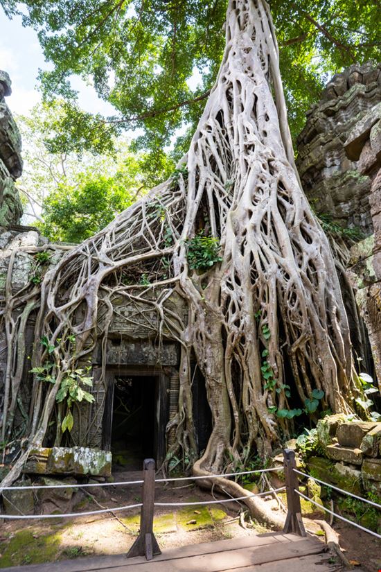Ta_Prohm_1274731276 Ta_Prohm_1274731276  