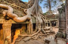 Ta_Prohm_133249385