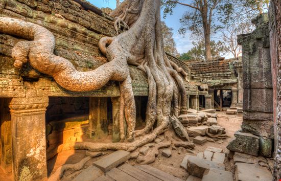 Ta_Prohm_133249385 Ta_Prohm_133249385  