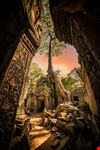Ta_Prohm_1909797271