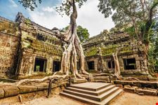 Ta_Prohm_192940364