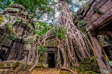 Ta_Prohm_234101482
