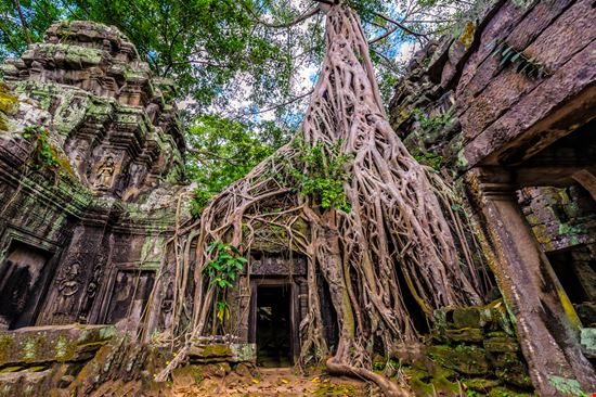 Ta_Prohm_234101482 Ta_Prohm_234101482  