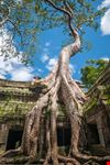 Ta_Prohm_234941182