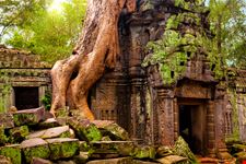 Ta_Prohm_614310731