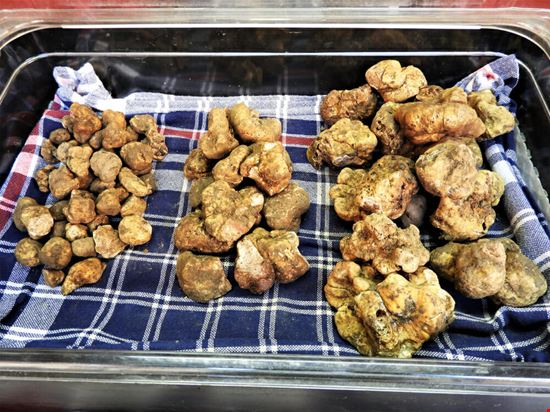 tartufo di acqualagna_1537633226 tartufo di acqualagna_1537633226  