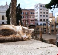 Viaggi per amanti dei gatti_1968252865 Viaggi per amanti dei gatti_1968252865