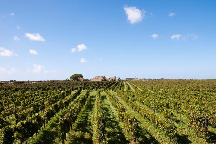 vigneti_Cerasuolo