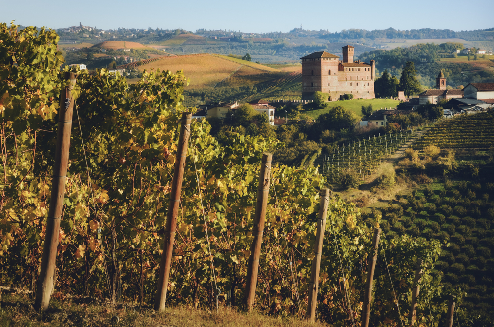 vino novello_1343592485