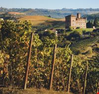 vino novello_1343592485 vino novello_1343592485